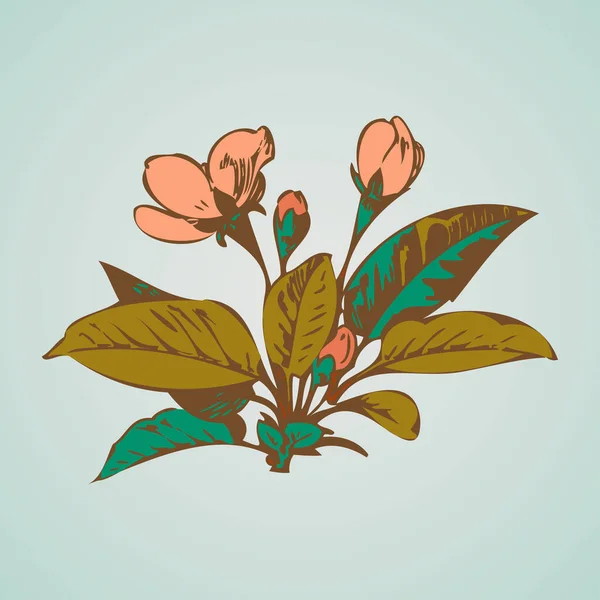 Сакура Вишня Цветы — стоковое фото