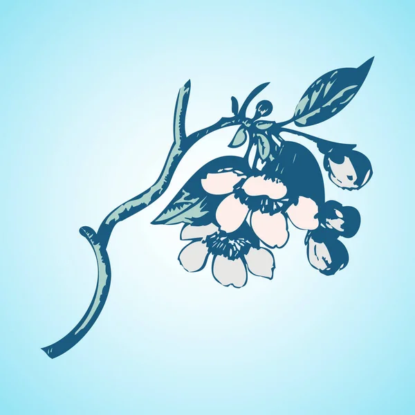 Сакура Вишневий Цвіт Квіти — стокове фото