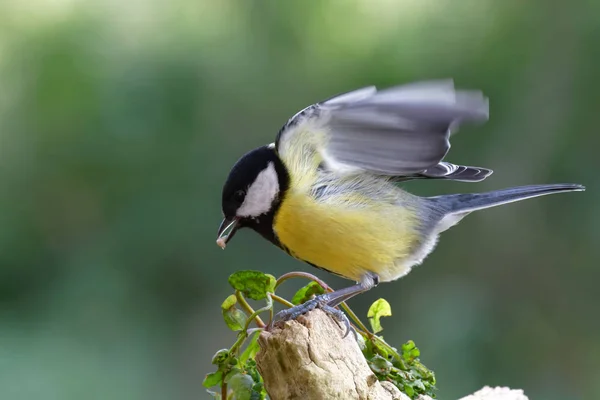 Scenic View Beautiful Great Tit Bird — Stock fotografie