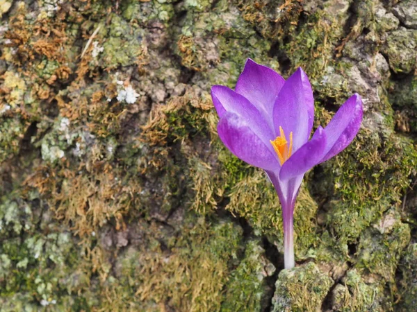 Azafrán Púrpura Pétalos Flores Primavera — Foto de Stock