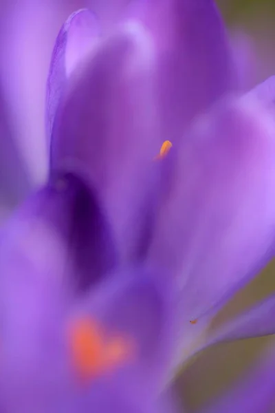 Crocus Violets Pétales Fleurs Printanières — Photo