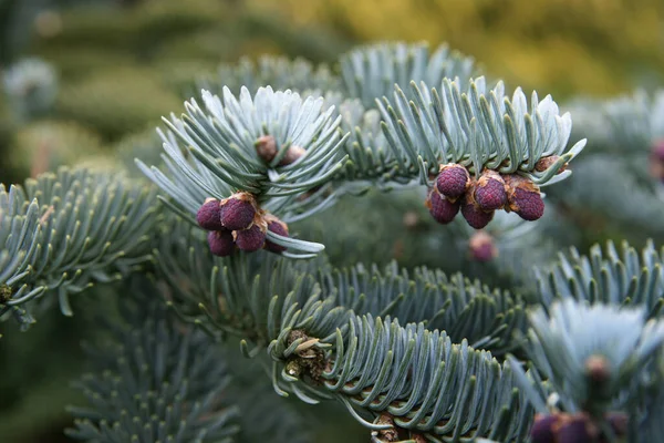 Sfondo Colorato Natale Biglietto Auguri Capodanno — Foto Stock