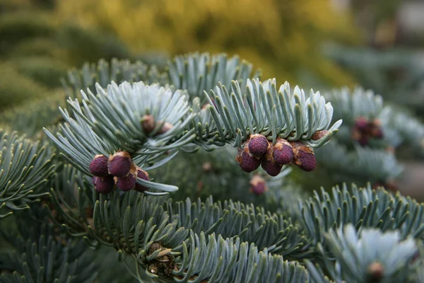 Close Pine Cone Forest — Stock Photo, Image