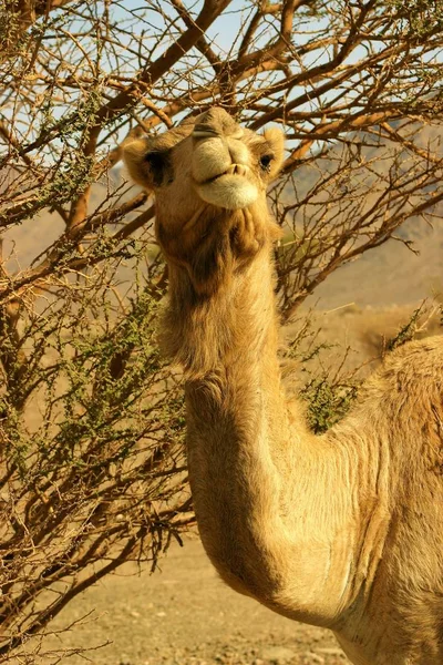 Arab Teve Állat Emlős — Stock Fotó
