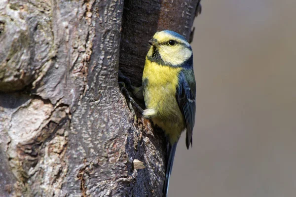 Blue Tit Nest — Stockfoto