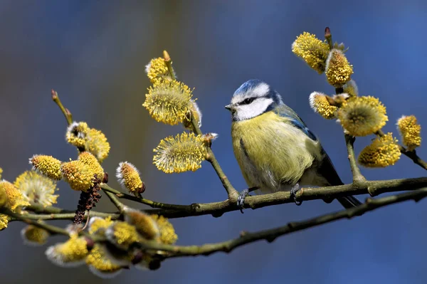 Blue Tit Spring — Stok fotoğraf