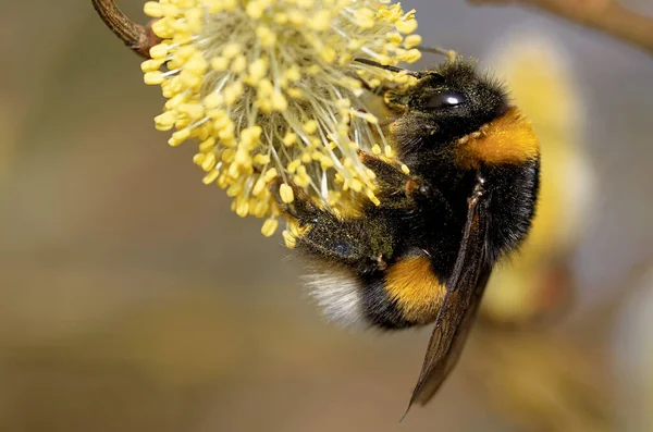 Bumblebee Pussy Willow — Stock Photo, Image