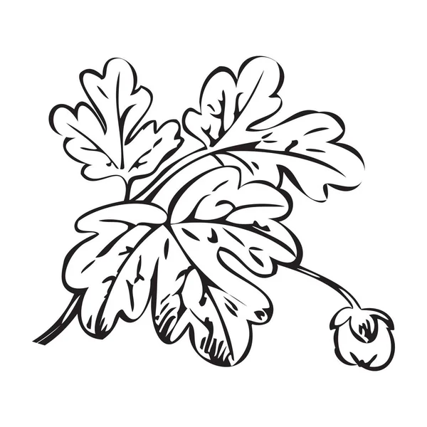 Floral Arbusto Retro Preto Vetor Fundo Branco Desenhado Mão Flor — Fotografia de Stock
