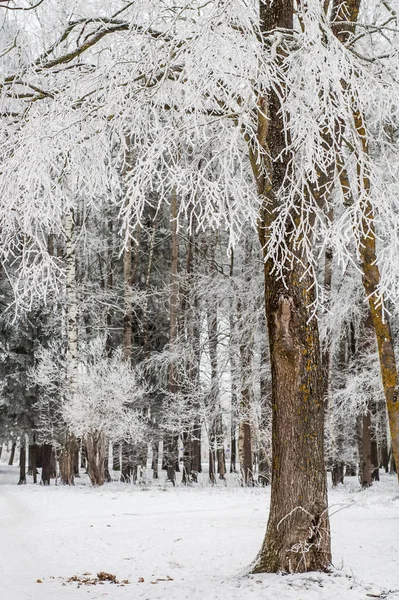 Brouillard Hiver Les Arbres Recouverts Gelée Blanche — Photo