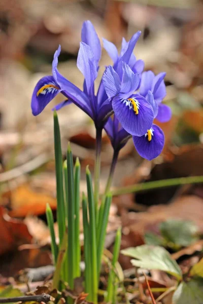 Iris Enano Azul Iris Reticular Iris Reticulata —  Fotos de Stock