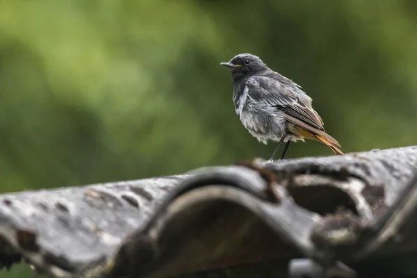 Ocas Tahače Při Hledání Potravy — Stock fotografie