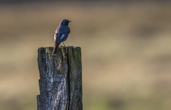 Redstart Preto Sua Sala Espera — Fotografia de Stock