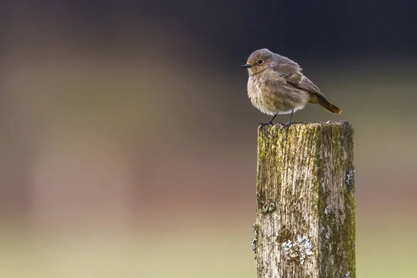 Zpívající Ptáček Ptáček Přírodě — Stock fotografie