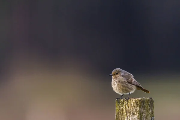 Zpívající Ptáček Ptáček Přírodě — Stock fotografie