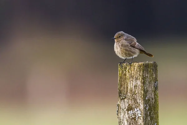 Zpívající Ptáček Ptáček Přírodě — Stock fotografie