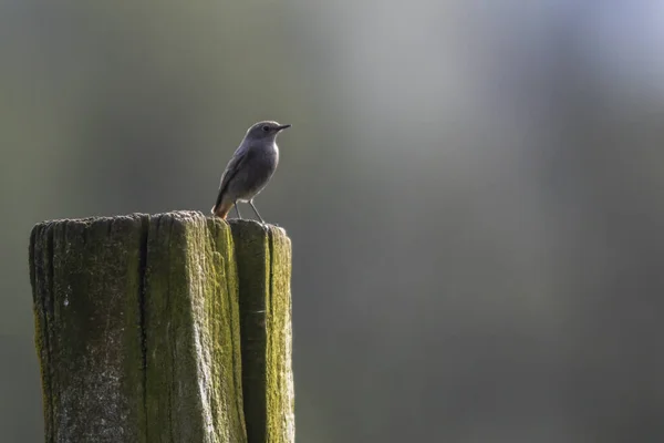 Oiseau Chanteur Petit Oiseau Dans Nature — Photo