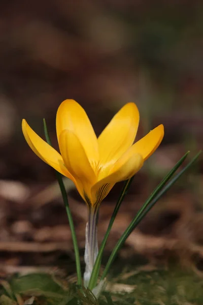 Krokus Krokusblüten Blütenblätter Der Frühlingsflora — Stockfoto