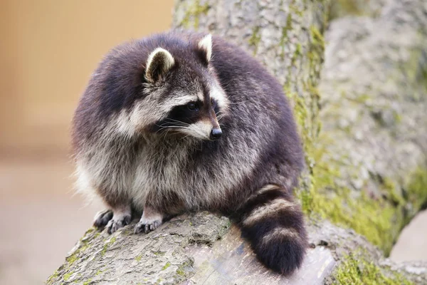 Raton Laveur Nord Américain Procyon Lotor — Photo