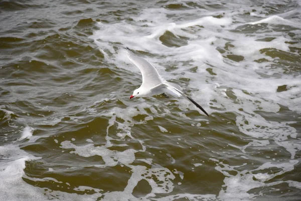 Gaivotas Voadoras Mar Mediterrâneo Espanha — Fotografia de Stock