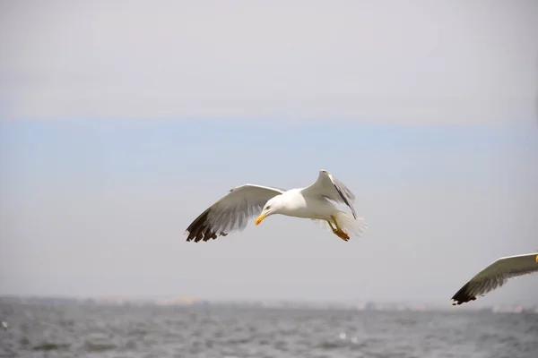 Spanya Akdeniz Uçan Martılar — Stok fotoğraf