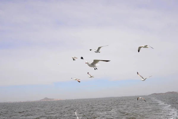 Flying Seagull Mediterranean Sea Spain — Stock Photo, Image