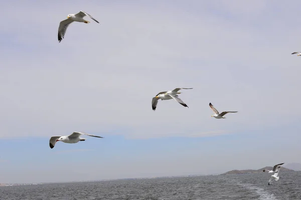 Gaivotas Voando Mar Mediterranean Spain — Fotografia de Stock