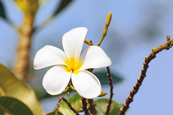 Plumeria Flores São Tão Bonitas Que Popular Tailândia — Fotografia de Stock