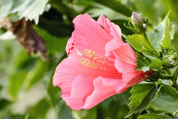 Гібіскус Hibiscus Рід Квіткових Рослин Сім Шовковистих Malvaceae — стокове фото