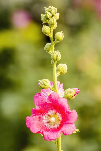 Bei Petali Fiori Orchidea — Foto Stock