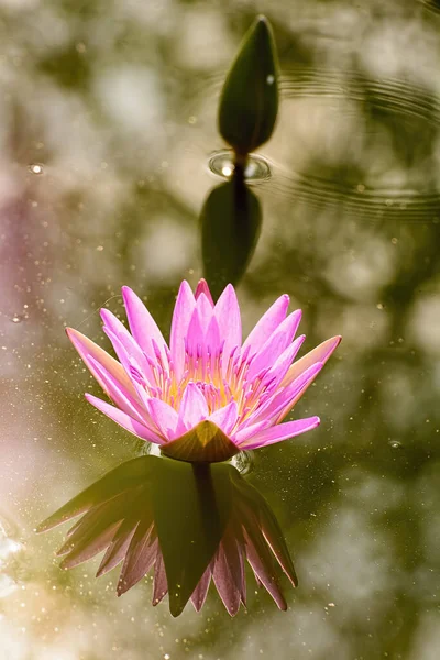 Water Lily Flower Lotus Plant — Stock Photo, Image