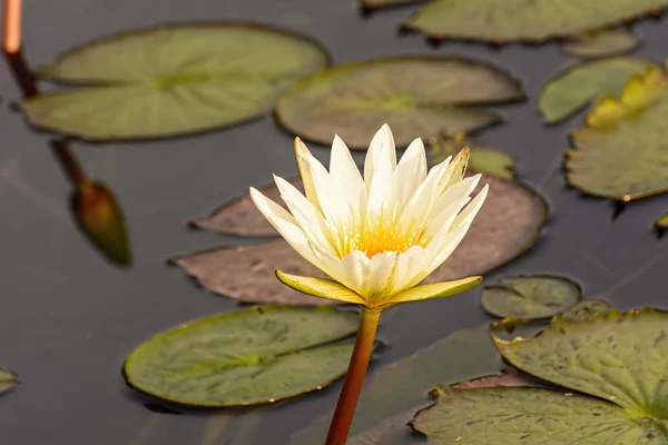 Flor Lirio Agua Planta Loto — Foto de Stock