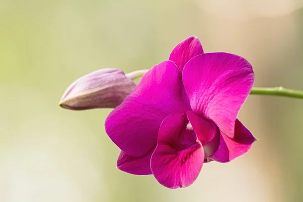 蘭にはいくつかの種 明るい色 美しい — ストック写真