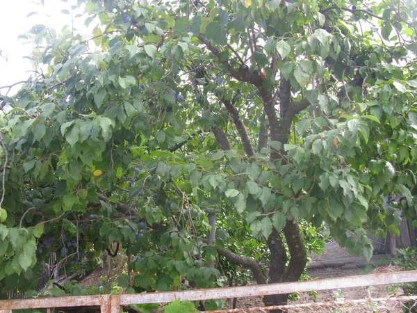 Ripeing Drains Drain Tree Fruit Orchard Bar City Montenegro — Stok Foto