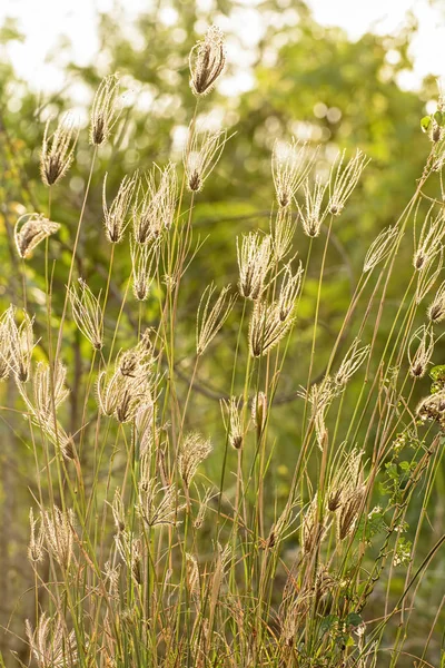 Poaceae Kendini Yalnız Hissediyor Çok Güzel Göz Alıcı — Stok fotoğraf