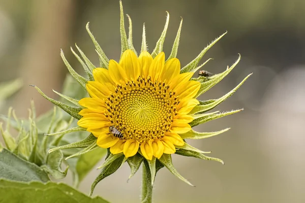 Sunflower Full Bloom Field Sunflowers Sunny Day — Stock Photo, Image