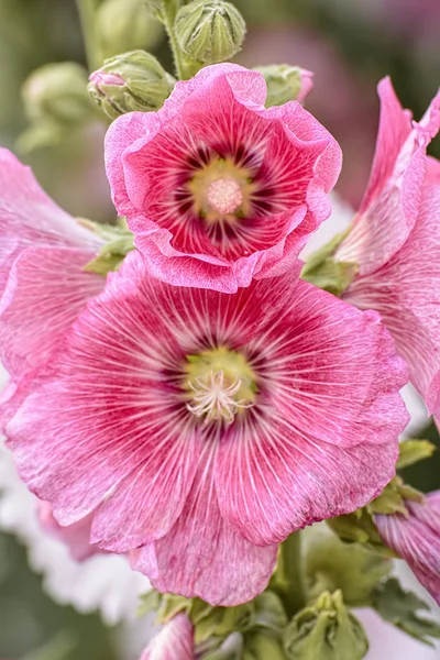 Hollyhock Flor Muitas Cores Bonito Jardim — Fotografia de Stock