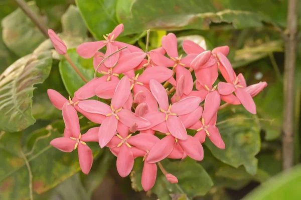 イクソラ Ixora ルビジア科の開花植物の属です — ストック写真