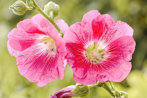 Hollyhock Flor Muitas Cores Bonito Jardim — Fotografia de Stock