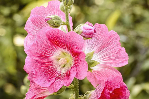 Квітка Холліхока Багато Кольорів Красива Саду — стокове фото
