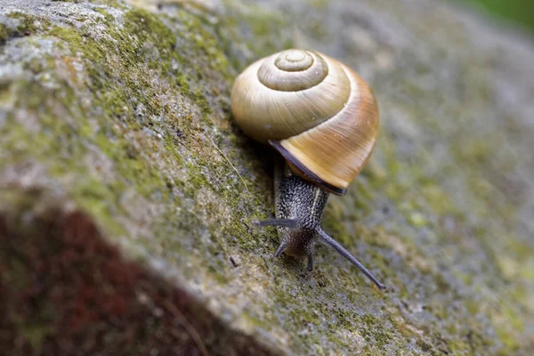 カタツムリの土地で — ストック写真