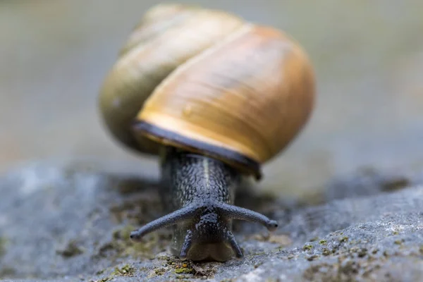 달팽이의 땅에서 — 스톡 사진