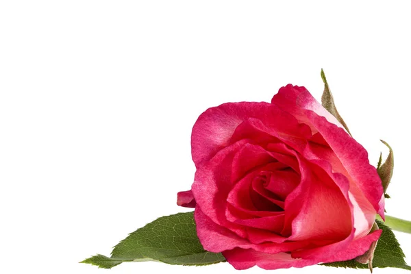 Jediný Květ Růžové Růže Květ Izolovaných Bílém Pozadí Místo Pro — Stock fotografie