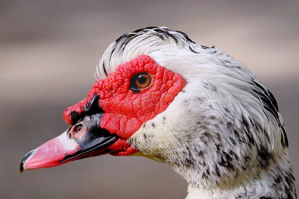 Fågelskådning Söt Fågel Vild Natur — Stockfoto