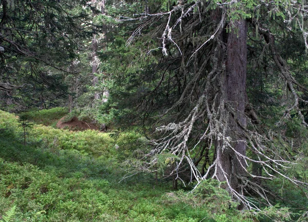 Caminhada Selva Rauris — Fotografia de Stock