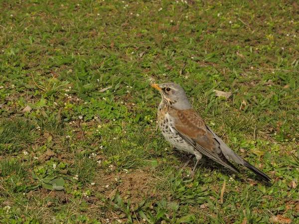 Song Thrush Meadow — Stock Photo, Image