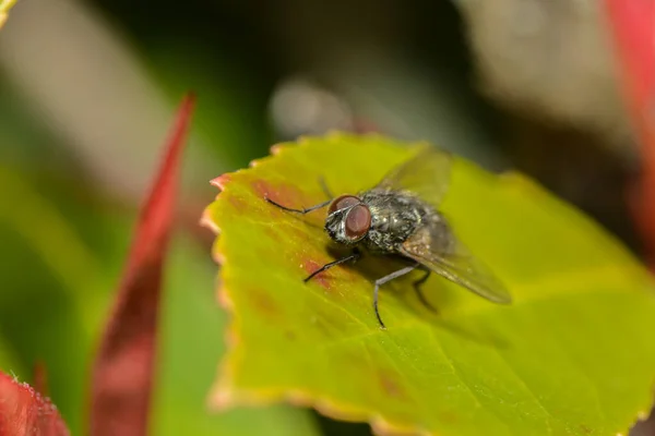 Közelkép Bug Vad Természet — Stock Fotó