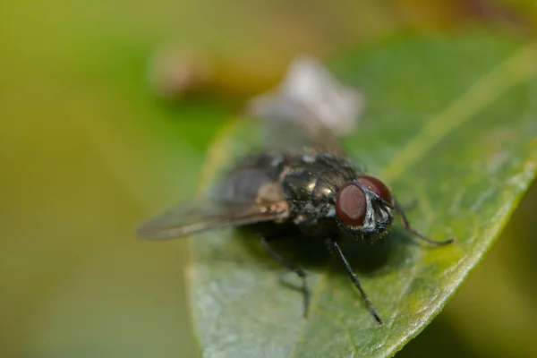 Gros Plan Bug Nature Sauvage — Photo