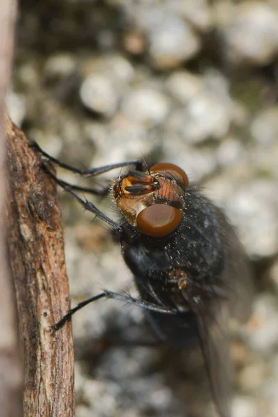 Nahaufnahme Von Wanzen Der Wilden Natur — Stockfoto