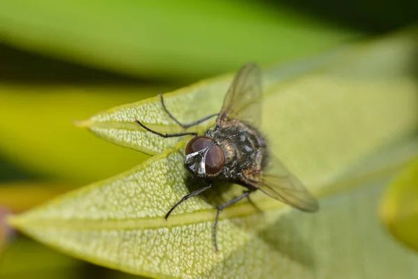 Close Van Een Insect Wilde Natuur — Stockfoto