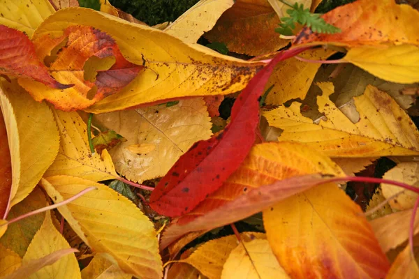 Outono Temporada Outono Folhas — Fotografia de Stock